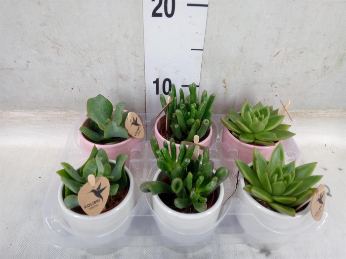 <h4>Succulents   ...mix 3</h4>