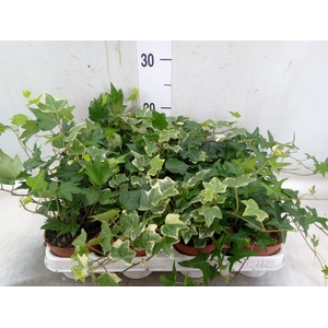 Hedera   ...mix