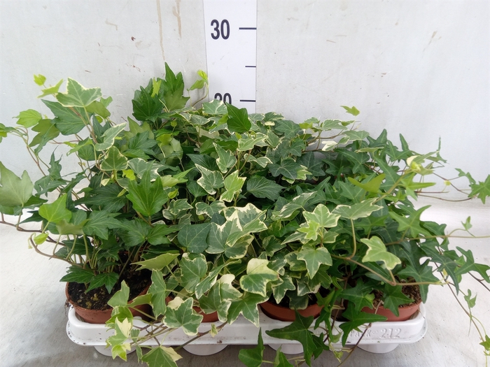 <h4>Hedera   ...mix</h4>