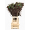 Feather Peacock Natural 80-90cm