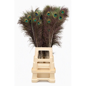 Feather Peacock Natural 80-90cm