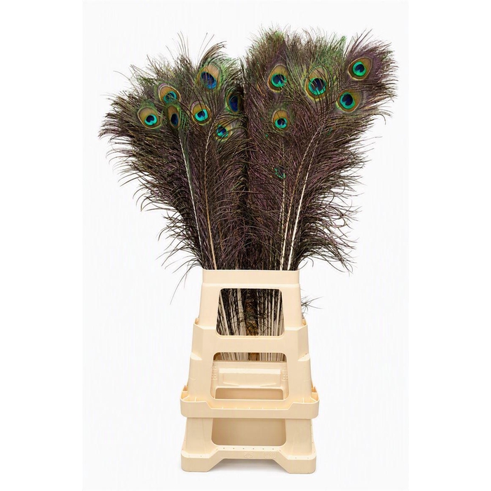 <h4>Feather Peacock Natural 80-90cm</h4>