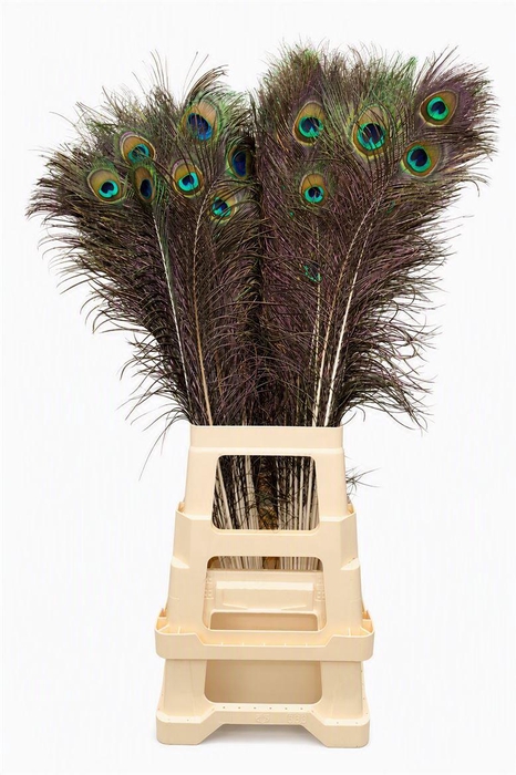Feather Peacock Natural 80-90cm