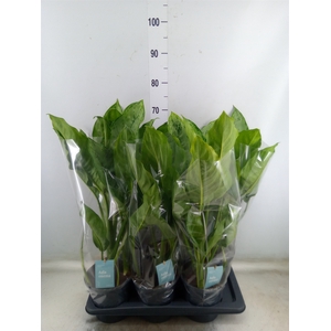 Aglaonema  'B.J. Freedman'