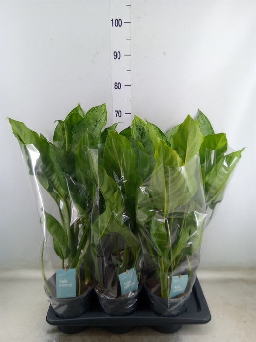 <h4>Aglaonema  'B.J. Freedman'</h4>