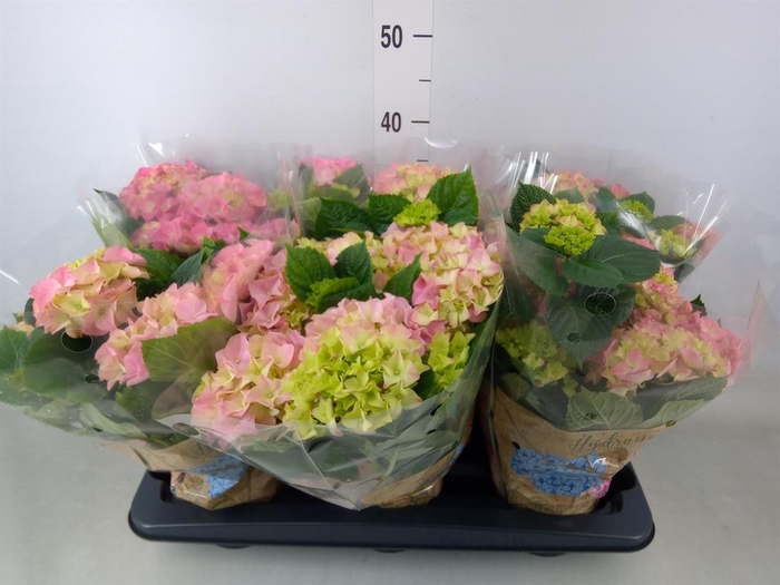 <h4>Hydrangea mac. 'Early Rosa'</h4>