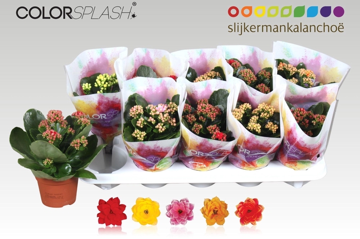 <h4>KAL GE GEM 5 KL</h4>