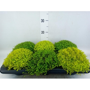 Soleirolia soleirolii   ...mix 2