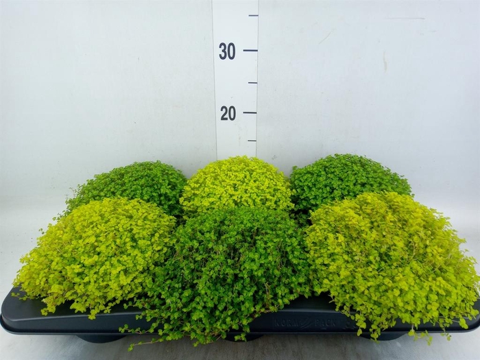 <h4>Soleirolia soleirolii   ...mix 2</h4>