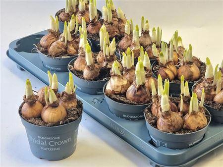 <h4>Narc D Bridal Crown</h4>