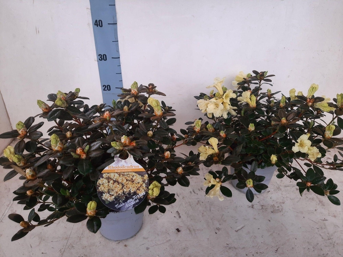 <h4>Dwergrhododendron</h4>