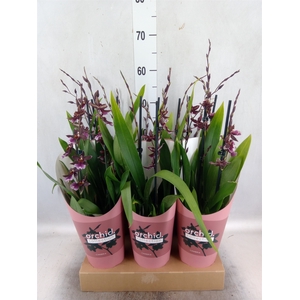 Burrageara  'Barrocco Red'