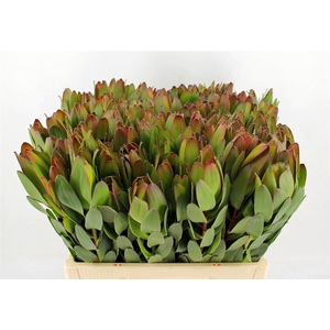 Leucad Goldstrike 50cm