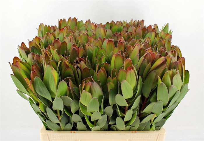 <h4>Leucad Goldstrike 50cm</h4>