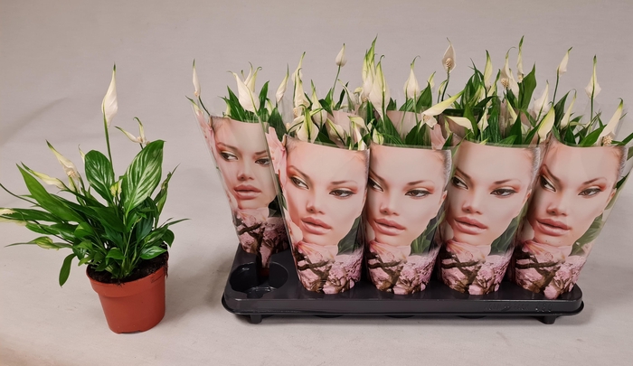 <h4>SPATH KORTO</h4>