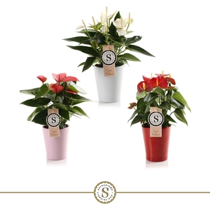 Anthurium Top mix 9cm in Paris keramiek.