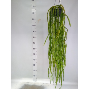 Rhipsalis   ...