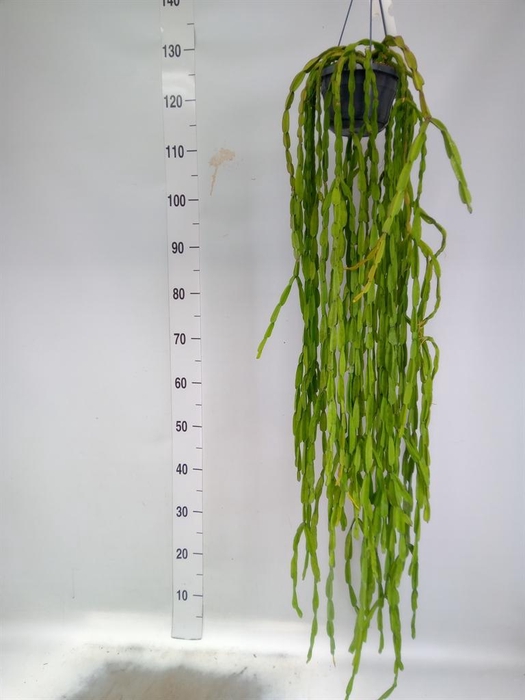 <h4>Rhipsalis   ...</h4>