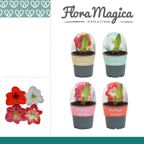<h4>Hippeastrum Mix 2 knop in Potkraag</h4>