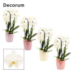 Phalaenopsis cascade 2 tak wit in Joa(Special moods -collection)