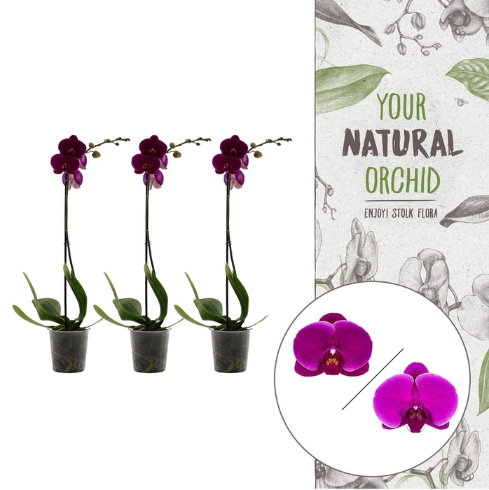 <h4>Your Natural Orchid | Purple | Phalaenopsis 1 spike</h4>