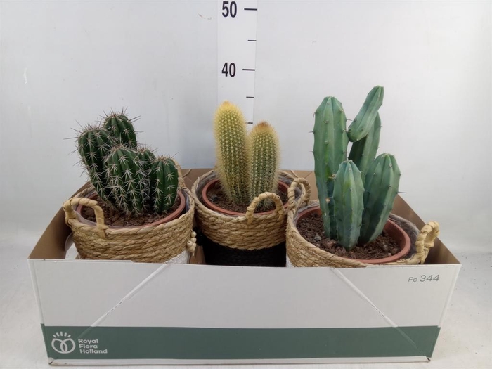 <h4>Cactus   ...</h4>