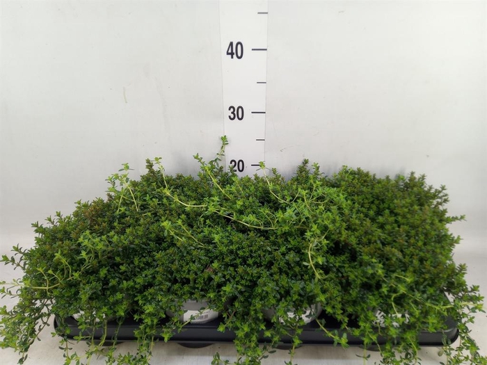 <h4>Satureja montana</h4>