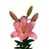 LIRIO TIRRENO 070 CM HT 3/5 FLS ROSA