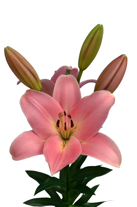 LIRIO TIRRENO 070 CM HT 3/5 FLS ROSA