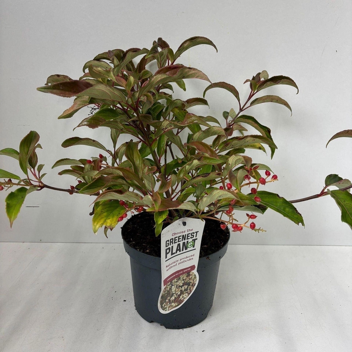 <h4>Viburnum hillieri Winton</h4>