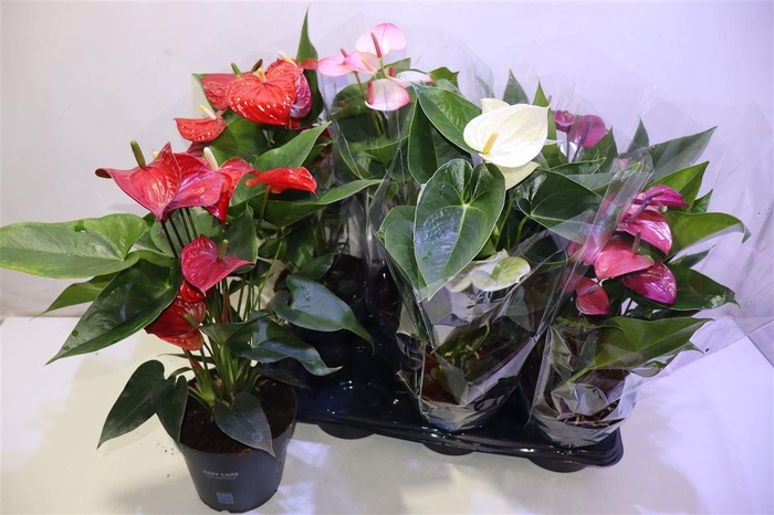 <h4>arr8 Anthu An Gem</h4>