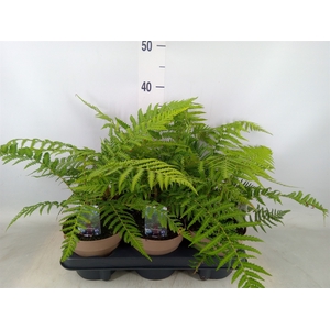 Dicksonia antarctica