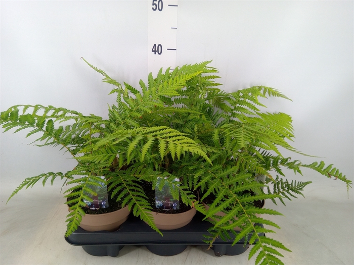 <h4>Dicksonia antarctica</h4>