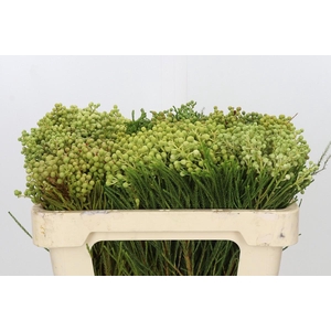 Kaaps Groen Lanuginosa