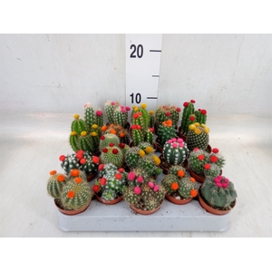 Cactus   ...decorated