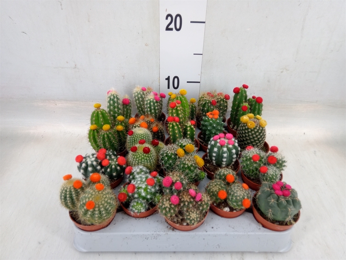 <h4>Cactus   ...decorated</h4>