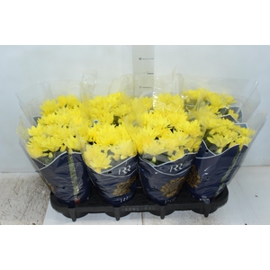 CRISANTEMO MINI P13 AMARELO