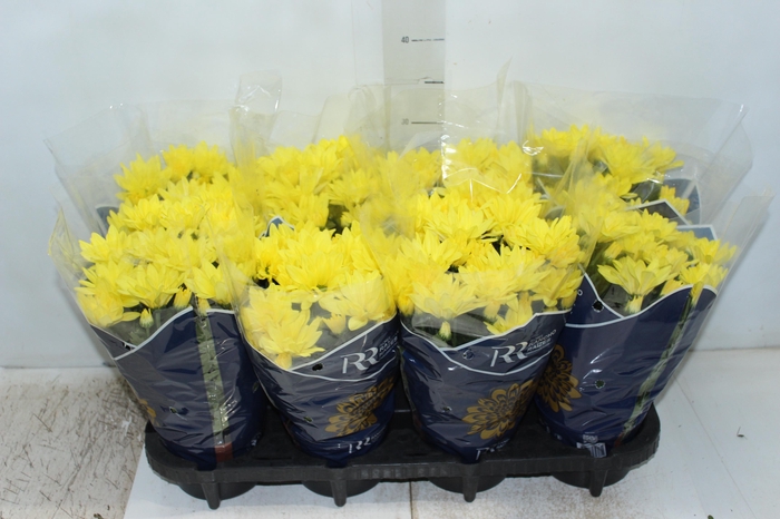 <h4>CRISANTEMO MINI P13 AMARELO</h4>