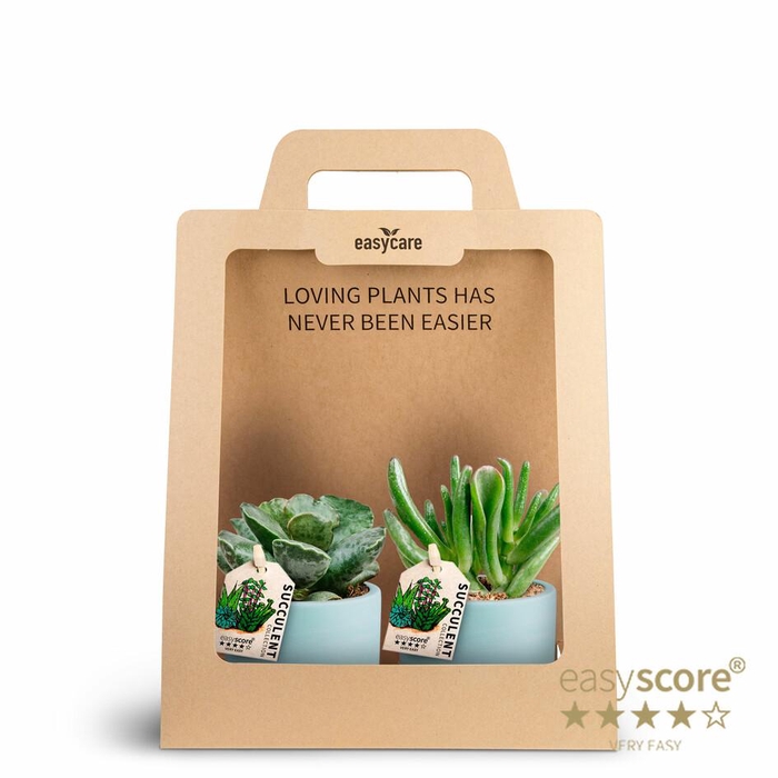 <h4>2-Pack Woodbase Blue Succulent P7</h4>