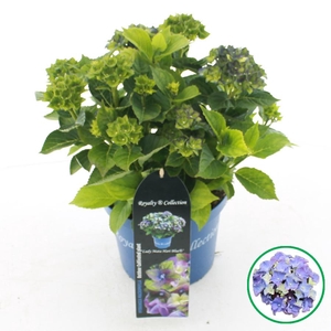 Hydrangea macr. Royalty® 'Lady Mata Hari'® Blauw C3.5 (20cm.) Kn.