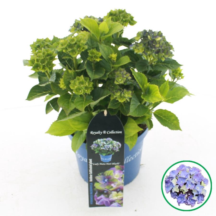 <h4>Hydrangea macr. Royalty® 'Lady Mata Hari'® Blauw C3.5 (20cm.) Kn.</h4>