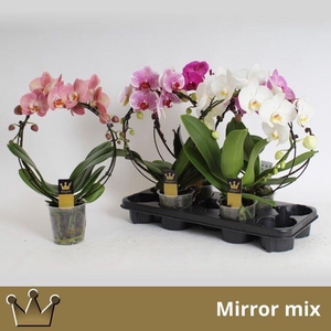 PHAL MIRROR MIX 2 TAK