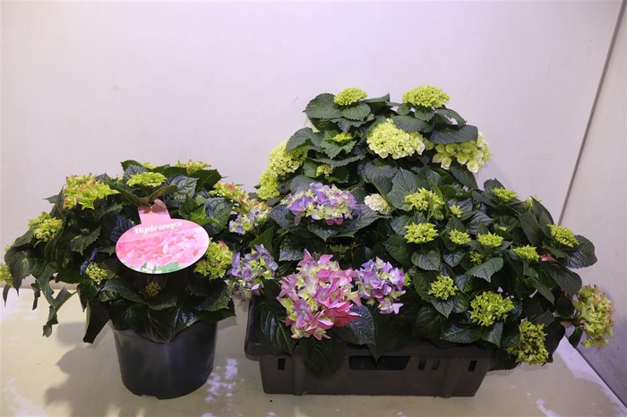 <h4>arr8 Hydr M Gem</h4>