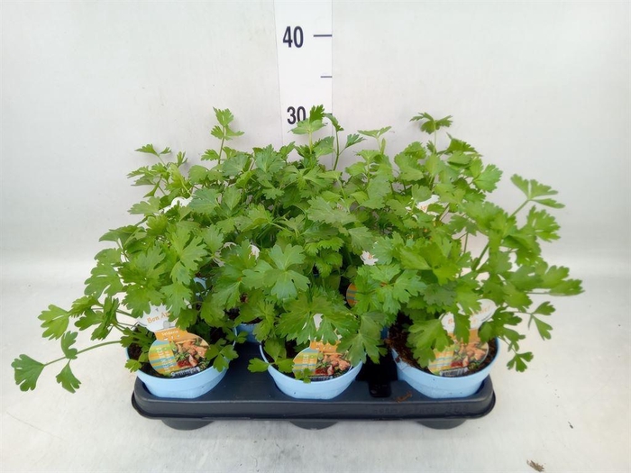 <h4>Apium graveolens</h4>