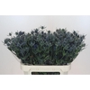 Eryngium Blue Dynamite