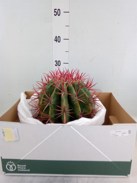 <h4>Ferocactus pilosus</h4>