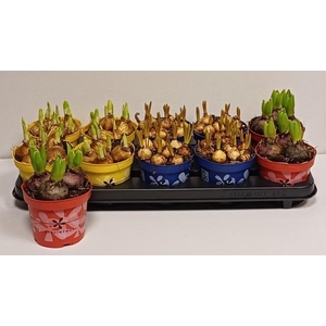 !! PROMO !! BULBS MIX P12