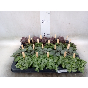Planten  ..mix