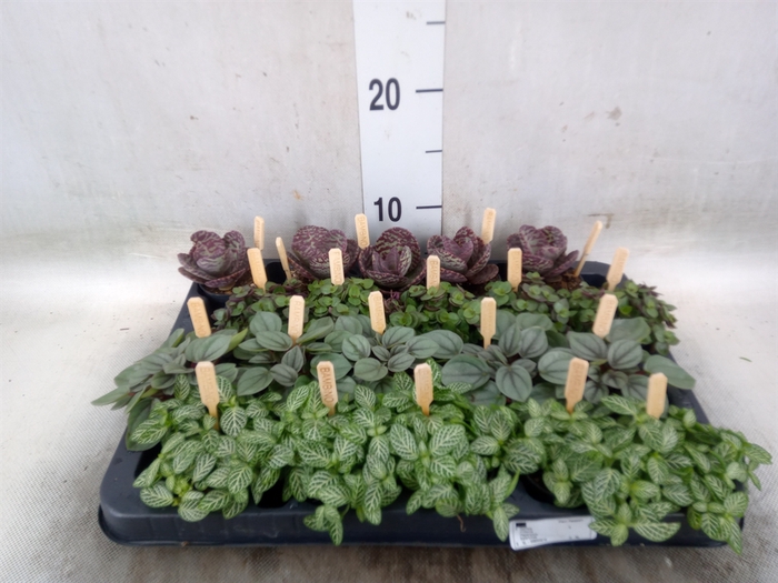 <h4>Planten  ..mix</h4>