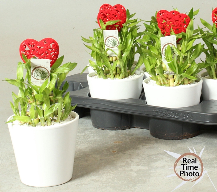 <h4>DRA LUCKY BAMBOO</h4>